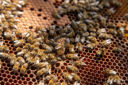 Frames of a beehive. Close up view of big cell with young bee queen. Opened hive body showing the...