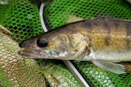 Freshwater zander fish know as sander lucioperca just taken from the water on green fishing net....