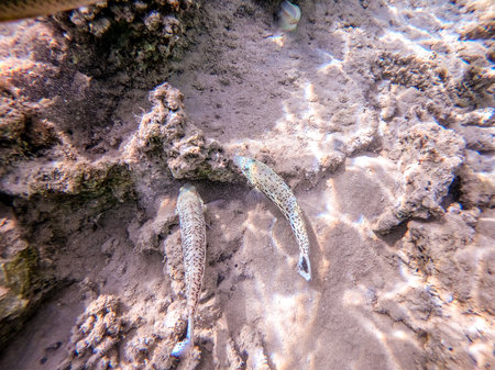 Close up view of Speckled sandperch fish known as Parapercis hexophthalma underwater on sand at the...