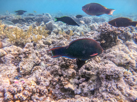Colorful tropical Hipposcarus longiceps or Longnose Parrotfish known as Hipposcarus Harid underwater...