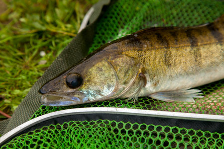 Freshwater zander fish know as sander lucioperca just taken from the water on green fishing net....