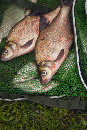 good catch. Just taken from the water big freshwater common bream known as bronze bream or carp bream (Abramis brama) on green fishing net. Natural composition of fish and keepnet with fishery catch in it.の写真素材