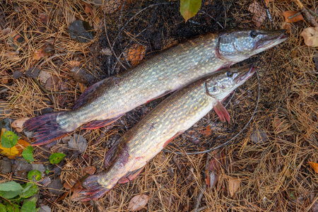 Fishing concept, trophy catch - two big freshwater pikes fish know as Esox Lucius just taken from the water on keep net. Freshwater Northern pikes fish know as Esox Lucius and fishing equipment on yellow leaves.の写真素材