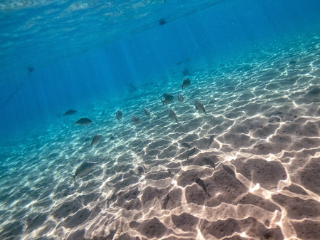 Shoal of Sargos or White Seabream known as Diplodus Sargus fish underwater at the coral reef. Underwater life of reef with corals and tropical fish. Coral Reef at the Red Sea, Egypt.の写真素材