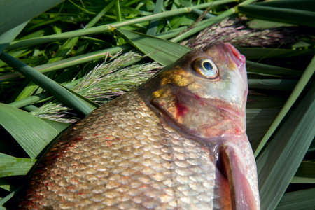 good catch. Close up view of just taken from the water big freshwater common bream known as bronze bream or carp bream (Abramis brama) on keepnet with fishery catch in it.の写真素材