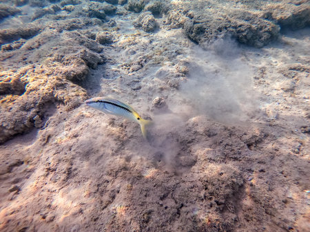 Tropical Forsskal goatfish known as Parupeneus forskali underwater on sand sea bottom at the coral reef. Underwater life of reef with corals and tropical fish. Coral Reef at the Red Sea, Egypt.の写真素材
