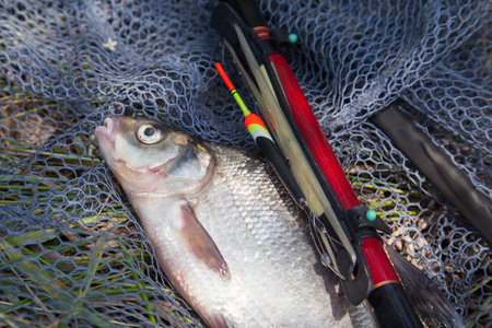Catching fish - big freshwater common bream known as bronze bream or carp bream (Abramis brama) with...