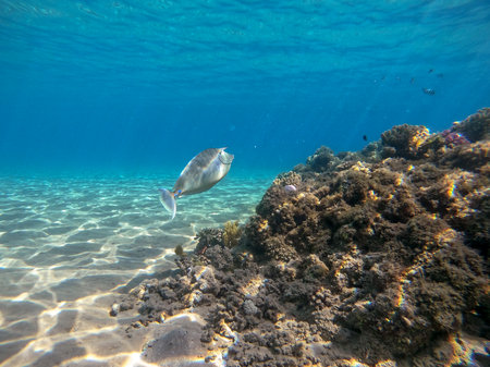 Tropical Naso annulatus fish known as Whitemargin Unicorn fish underwater at the coral reef....