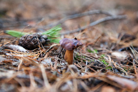 Close up view of boletus badius, imleria badia or bay bolete growing in an autumn pine tree forest. Edible and pored fungus has velvety dark brown or chestnut color cap.の写真素材