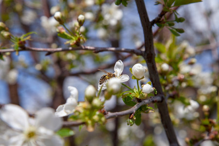 Orchard at spring time. Close up view of honeybee on white flower of cherry tree blossoms collecting...