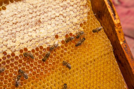 Frames of a beehive. Busy bees on the yellow honeycomb with open and sealed cells for sweet honey....