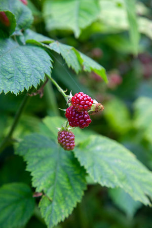 Red and black wild blackberries bushes and branches on green leaves background in the garden during...