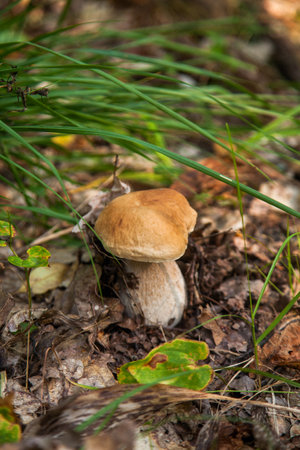 Boletus edulis (cep, porcino or king bolete, usually called porcini mushroom) grows on the forest floor among moss, green grass and fallen leaves at autumn season.の写真素材