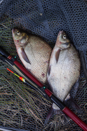 Catching fish - two big freshwater common bream known as bronze bream or carp bream (Abramis brama)...