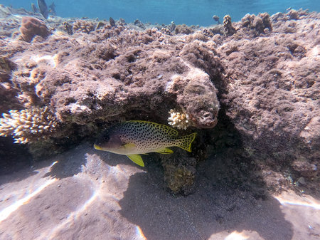 Close up view of Colorful tropical blackspotted rubberlip fish or plectorhinchus gaterinus...