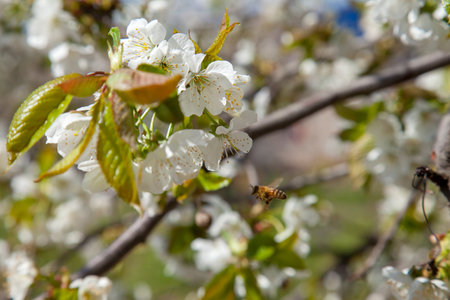Orchard at spring time. Close up view of flying honeybee over the white flower of sweet cherry tree....