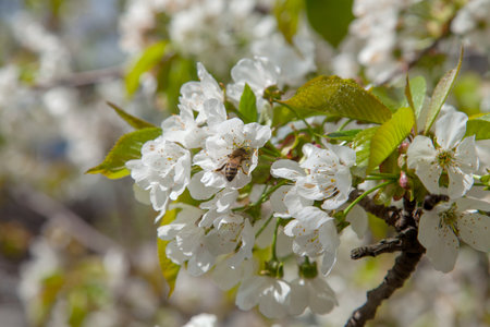 Orchard at spring time. Close up view of honeybee on white flower of sweet cherry tree. Honeybee...