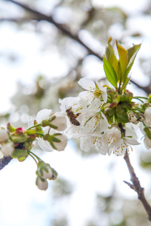 Orchard at spring time. Close up view of honeybee on white flower of sweet cherry tree. Honeybee...