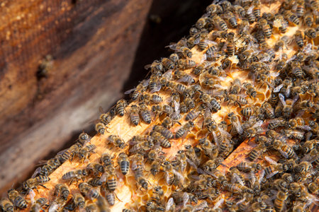 Frames of a beehive. Close up view of the opened hive body showing the frames populated by honey...