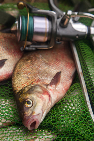good catch. Just taken from the water big freshwater common bream known as bronze bream or carp bream (Abramis brama) and fishing rod with reel on green fishing net. Natural composition of fish, fishing rod with reel and keepnet with fishery catch in it.の写真素材
