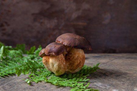 Autumn composition of several boletus badius, imleria badia or bay bolete mushrooms on vintage wooden background with fern green leaf on back. Edible and pored fungus has velvety dark brown or chestnut color cap.の写真素材