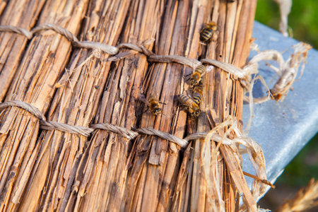 Close up view of bees swarming on vintage reed background.の写真素材