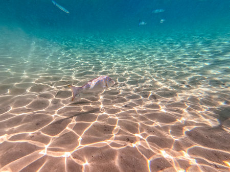 Tropical Spangled Emperor fish known as Lethrinus Nebulosus underwater at the coral reef. Underwater life of reef with corals and tropical fish. Coral Reef at the Red Sea, Egypt.の写真素材