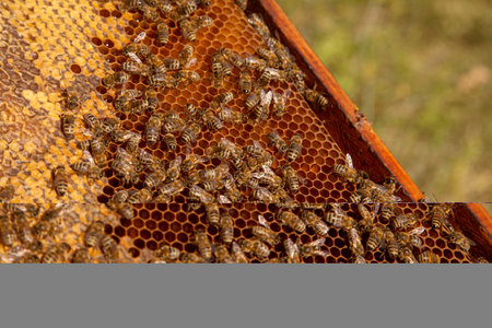 Frames of a beehive just taken from beehive with sweet honey. Busy bees on the yellow honeycomb with...