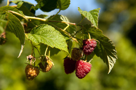Lots of red ripe raspberries on a bush. Close up of fresh organic berries with green leaves on raspberry branch. Summer garden in the village. Growing berries harvest at farm.の写真素材