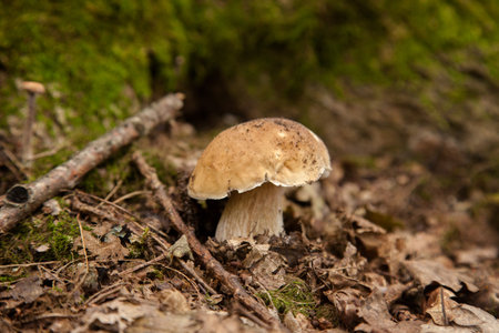 Boletus edulis (cep, porcino or king bolete, usually called porcini mushroom) grows on the forest floor among moss and dry fallen leaves at autumn season.の写真素材