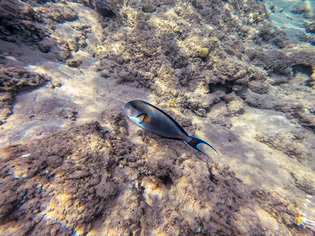 Close up view of Colorful tropical fish Sohal Surgeon fish (Acanthurus Sohal) tang underwater at the...