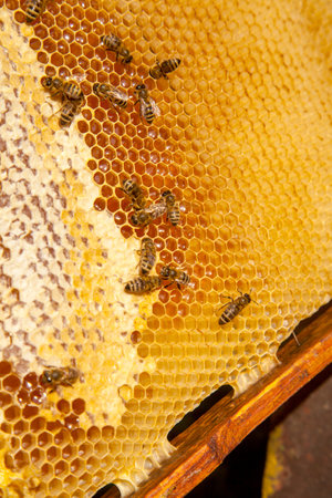 Frames of a beehive. Busy bees on the yellow honeycomb with open and sealed cells for sweet honey....