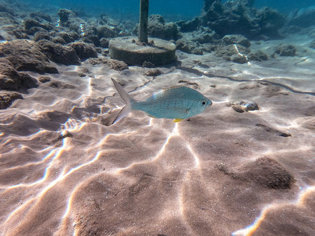 Shoal of Sargos or White Seabream known as Diplodus Sargus fish underwater at the coral reef....