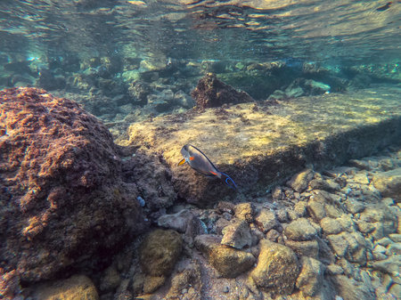 Colorful tropical fish Sohal Surgeon fish (Acanthurus Sohal) tang underwater at the coral reef....