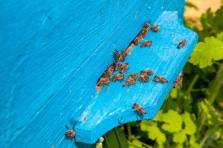 Frames of a beehive. Plenty of bees at the entrance of old beehive in apiary. Busy bees, close up view of the working bees on textured old plank.の写真素材
