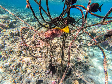Colorful tropical Hipposcarus longiceps or Longnose Parrotfish known as Hipposcarus Harid underwater at the coral reef. Underwater life of reef with corals and tropical fish. Coral Reef at the Red Sea, Egypt.の写真素材