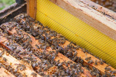 Frames of a beehive. Close up view of the opened hive body showing the frames populated by honey bees.の写真素材