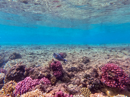 Colorful tropical fish Sohal Surgeon fish (Acanthurus Sohal) tang underwater at the coral reef....
