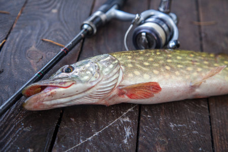 Freshwater Northern pike fish know as Esox Lucius and fishing rod with reel lying on vintage wooden background with yellow leaves at autumn time. Fishing concept, good catch - big freshwater pike fish just taken from the water and fishing rod with reel at autumn time.の写真素材