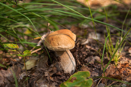 Boletus edulis (cep, porcino or king bolete, usually called porcini mushroom) grows on the forest floor among moss, green grass and fallen leaves at autumn season.の写真素材