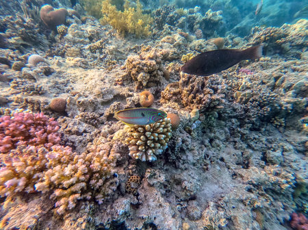 Klunzinger's wrasse known as Thalassoma rueppellii underwater at the coral reef. Underwater life of reef with corals and tropical fish. Coral Reef at the Red Sea, Egypt.の写真素材