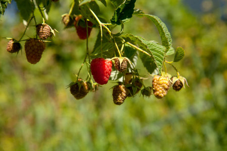 Lots of red ripe raspberries on a bush. Close up of fresh organic berries with green leaves on raspberry branch. Summer garden in the village. Growing berries harvest at farm.の写真素材