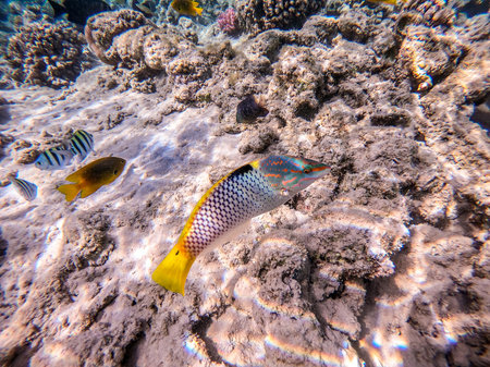 Tropical Checkerboard wrasse known as Halichoeres hortulanus underwater on sand sea bottom at the coral reef. Underwater life of reef with corals and tropical fish. Coral Reef at the Red Sea, Egypt.の写真素材