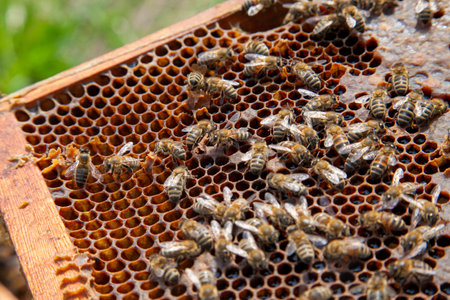 Frames of a beehive. Busy bees inside the hive with open and sealed cells for sweet honey. Bee honey...