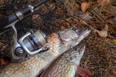 Fishing concept, trophy catch - two big freshwater pikes fish know as Esox Lucius just taken from the water on keep net. Freshwater Northern pikes fish know as Esox Lucius and fishing equipment on yellow leaves at autumn time.の写真素材