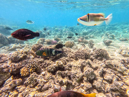 Colorful tropical Rhinecanthus assasi fish or Picasso trigger fish underwater at the coral reef. Underwater life of reef with corals and tropical fish. Coral Reef at the Red Sea, Egypt.の写真素材