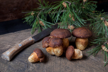 Autumn composition of several boletus badius, imleria badia or bay bolete mushrooms and knife on vintage wooden background with green pine branch on back. Edible and pored fungus has velvety dark brown or chestnut color cap.の写真素材