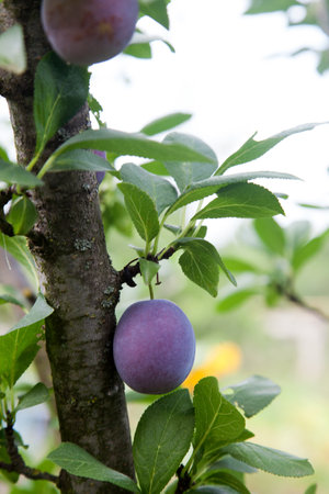 Ripe plums hanging from a tree branch ready to be harvested. Ripe plums on a tree branch in the orchard. View of fresh organic fruits with green leaves on plum tree branch in the fruit garden.の写真素材