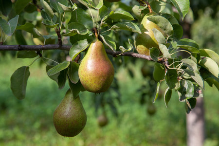 Ripe pears on tree branch. Organic pears in the garden. Close up view of Pears grow on pear tree branch with leaves under sunlight. Selective focus on pears.の写真素材
