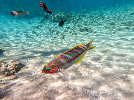 Klunzinger's wrasse known as Thalassoma rueppellii underwater at the coral reef. Underwater life of...